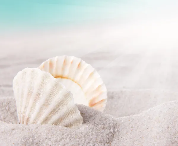 Морські раковини на піску — стокове фото