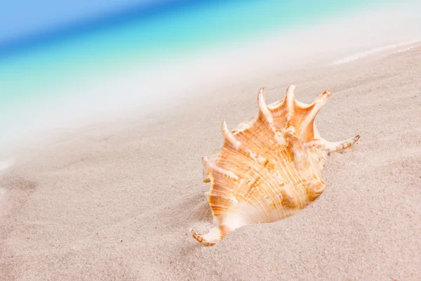 Морські раковини на піску — стокове фото
