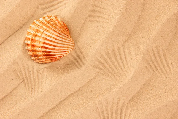 Conchas de mar en la arena —  Fotos de Stock