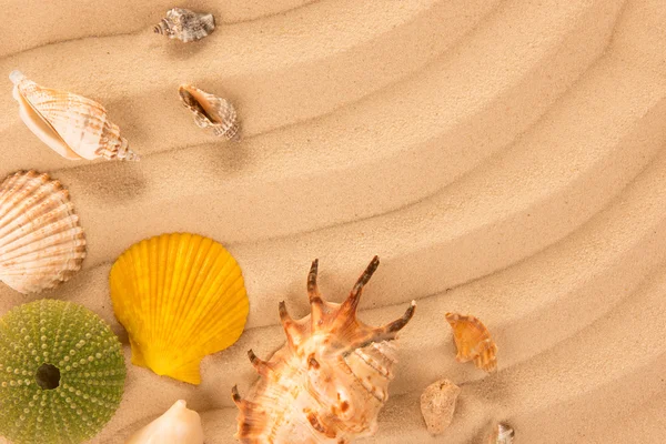 Sea shells — Stock Photo, Image