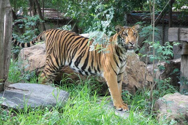 Tigre em um zoológico — Fotografia de Stock