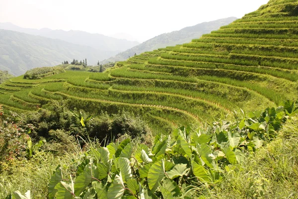 Pirinç terasları, Çin — Stok fotoğraf