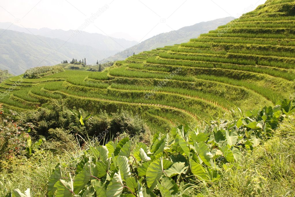 Rice Terraces, China