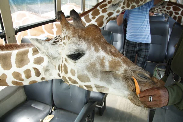 野生动物园的长颈鹿 — 图库照片
