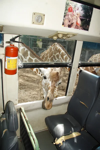 Safari żyrafa — Zdjęcie stockowe