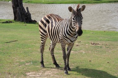 Zebra Lawn