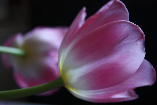 Morning tulips — Stock Photo, Image