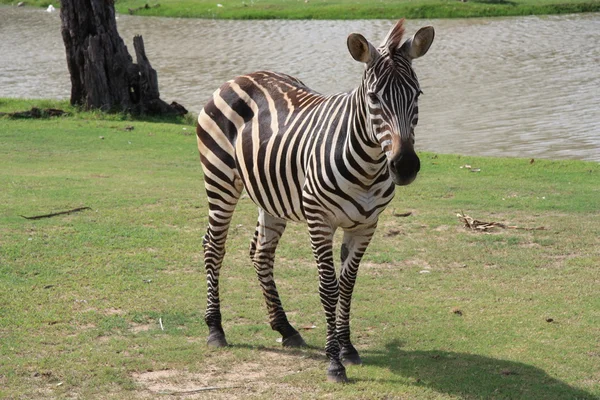 Zebra at the lawn — Stock Photo, Image