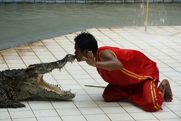 Alligator kiss — Stock Photo, Image