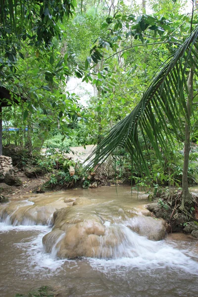Jungle river — Stock Photo, Image