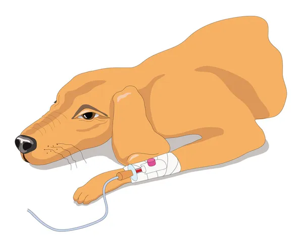Хвору собаку — стоковий вектор