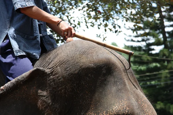 Tour d'éléphant en Thaïlande — Photo