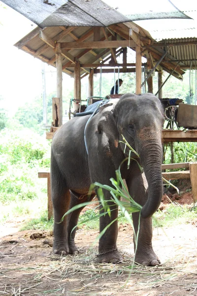 Sloní farma — Stock fotografie