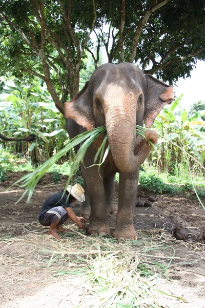 Exploração de elefantes — Fotografia de Stock