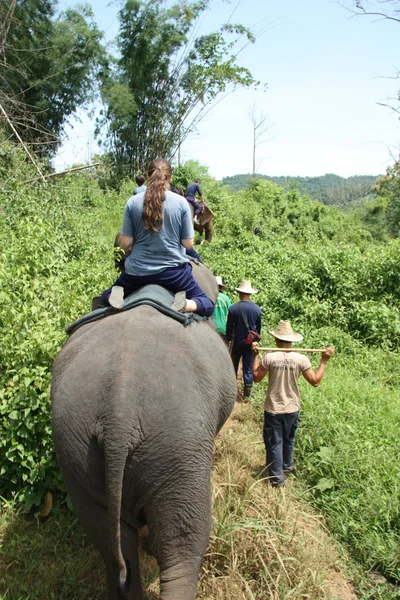 Elefantridning — Stockfoto