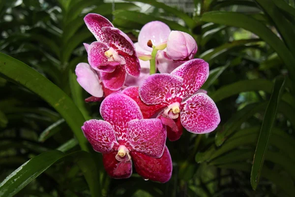 stock image Orchid