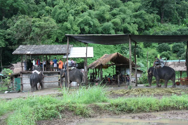 Ферма слонов — стоковое фото