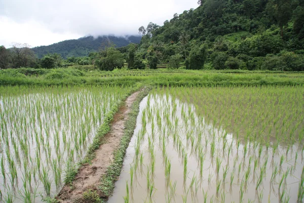 Overstroomd rijstveld — Stockfoto