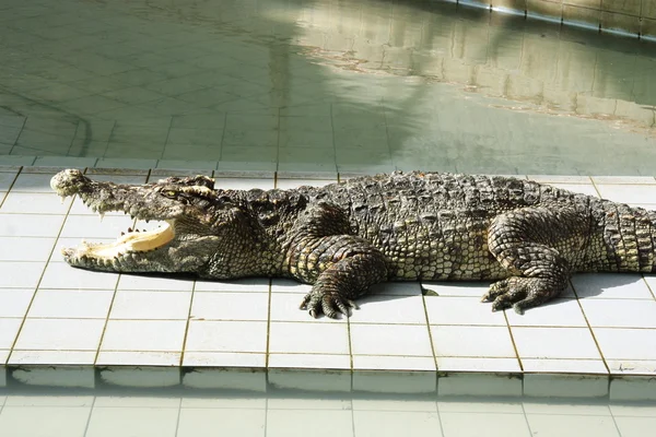 stock image Crocodile