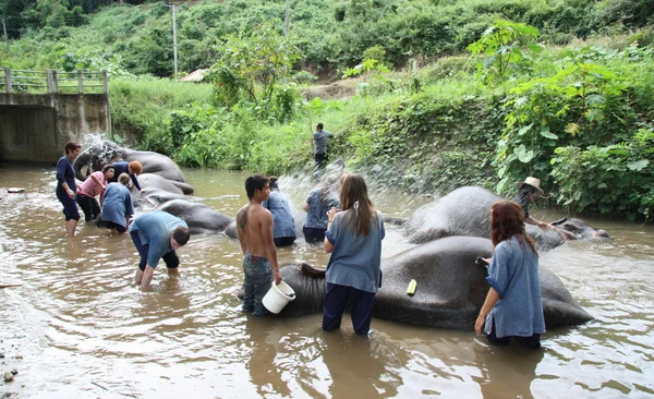 Купающиеся слоны — стоковое фото