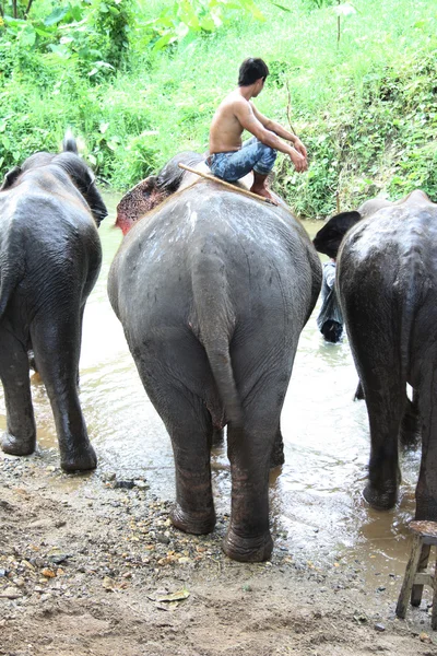 Chauffeur d'éléphant — Photo