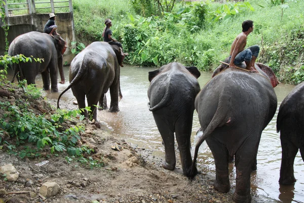 Слони на річці — стокове фото