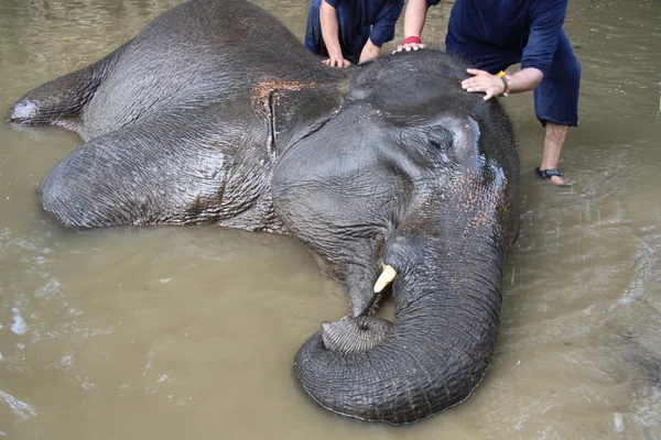 코끼리 목욕 — 스톡 사진