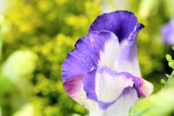 stock image Beautiful violet - pink flower