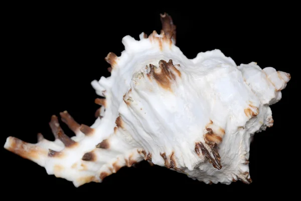 Coquille de mer blanche avec épines brunes — Photo