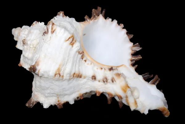 Concha marina blanca con espigas marrones — Foto de Stock