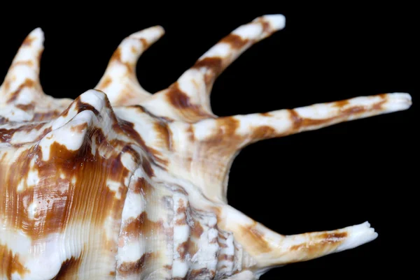 Concha de mar con manchas marrones y espigas — Foto de Stock