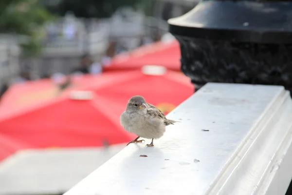 Městská vrabec — Stock fotografie