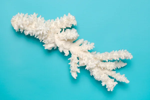 Biały koral na turkus tło — Zdjęcie stockowe