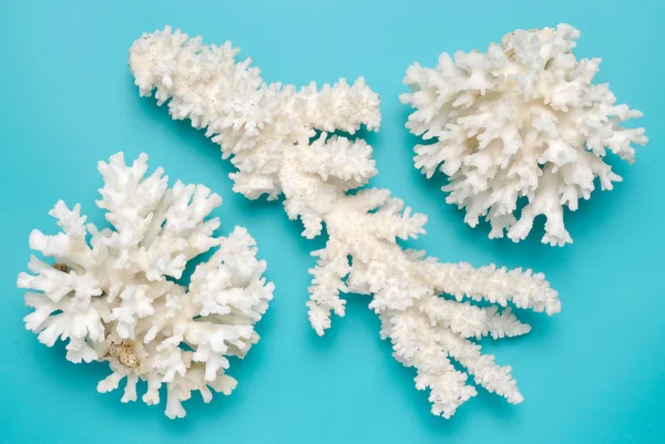 Coral blanco — Foto de Stock