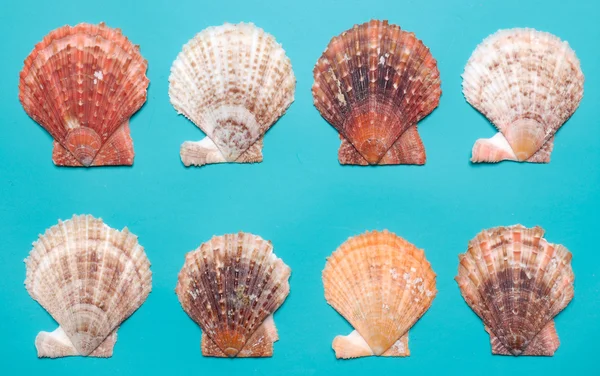 カラフルな貝殻 — ストック写真