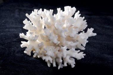 Beyaz mercan