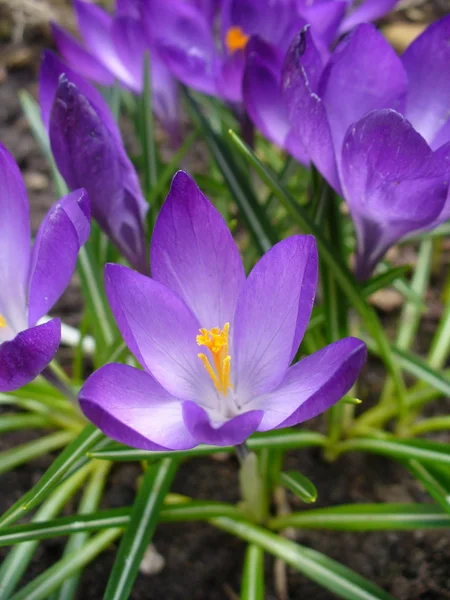 Crokus çiçek — Stok fotoğraf