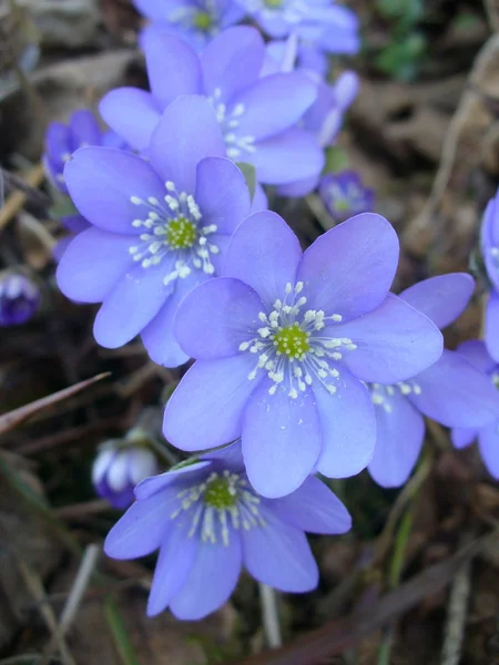 Kidneywort flowers — Stock Photo, Image