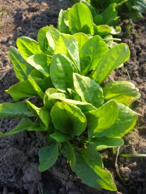 Fresh sorrel (Rumex) growing in a soil clipart