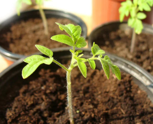 Planta de tomate em um pote — Fotografia de Stock