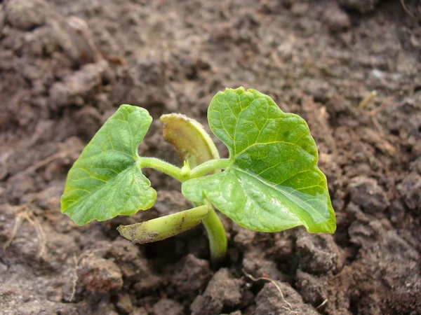 Bean plant growing in soil — Stock Photo, Image
