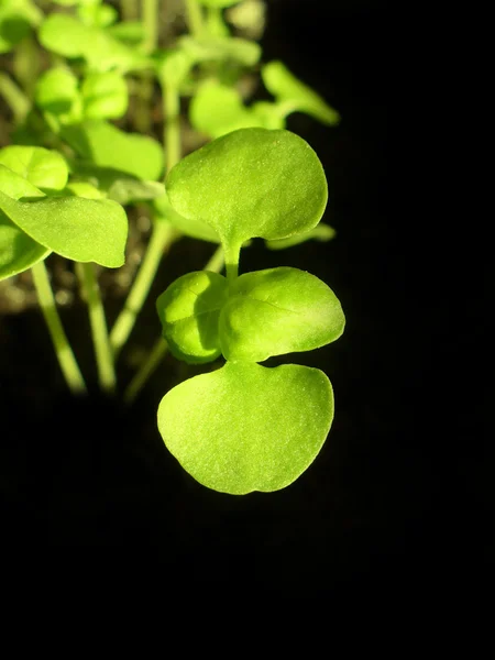Basil plants growing in soil — Stock Photo, Image