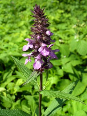 Adaçayı (Salvia officinlis) çiçekler