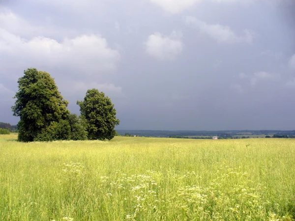 Yellow field on summer day — Stock Photo, Image