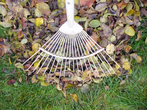 stock image Raking fallen autumn leaves