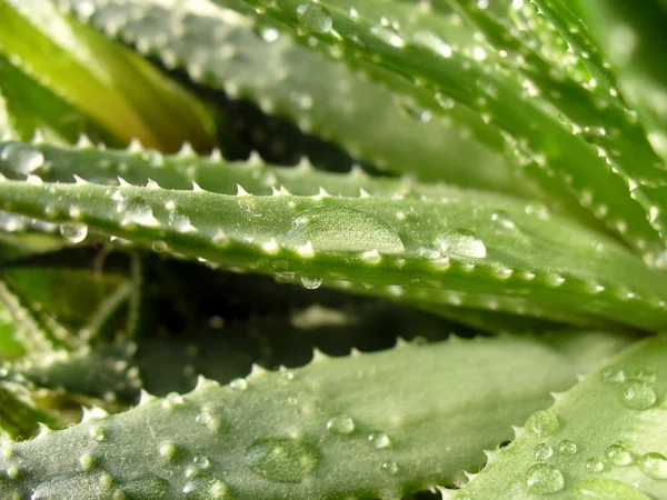 Aloe vera daun dengan tetes air — Stok Foto