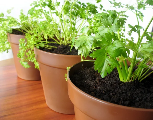 Herbs in pots — Stock Photo, Image