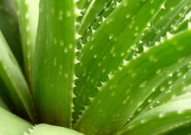 aloe vera yaprağı