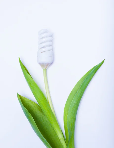 Energy saving lamp a flower — Stock Photo, Image