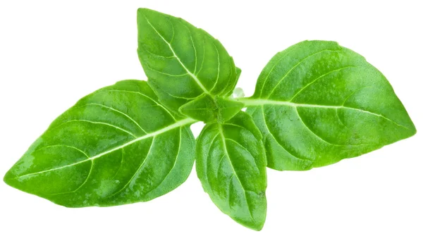 Leaves of basil — Stock Photo, Image